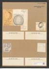 Campylodiscus angularis Greg. (de-Toni-Nr.: Genus 57, Species 2475) Zeichnungen Sammlung Grunow Nr. 4979 (NHMW-BOT-W0373216)